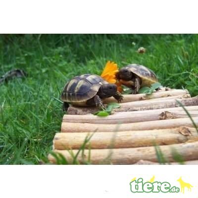 Schildkröten kaufen und verkaufen Foto: Gebe Griechische Landschildkröten THB NZ 2019 inkl:Cites,Info-Material+Transport Schildkröten kaufen und verkaufen Foto: Gebe Griechische Landschildkröten THB NZ 2019 inkl:Cites,Info-Material+Transport