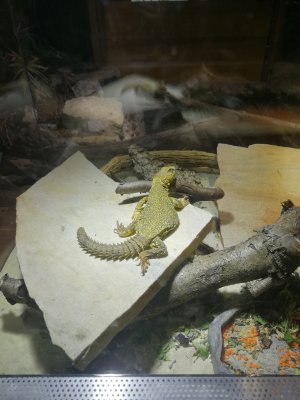 Echsen kaufen und verkaufen Foto: 1.0 uromastyx geyri yellow Nz 2016 200€ Echsen kaufen und verkaufen Foto: 1.0 uromastyx geyri yellow Nz 2016 200€