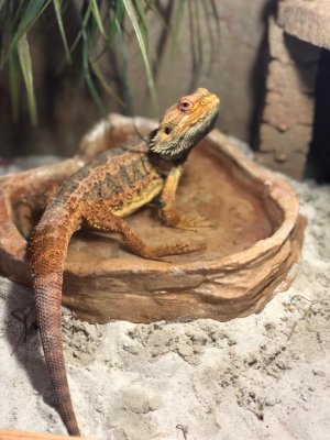 Echsen kaufen und verkaufen Foto: Bartagamenmännchen 5 Jahre zu verkaufen Echsen kaufen und verkaufen Foto: Bartagamenmännchen 5 Jahre zu verkaufen