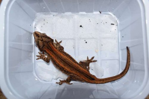 Echsen kaufen und verkaufen Foto: Rhacodactylus auriculatus male,Eurydactylodes agricolae maleHAMM Echsen kaufen und verkaufen Foto: Rhacodactylus auriculatus male,Eurydactylodes agricolae maleHAMM