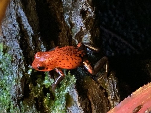 Amphibien kaufen und verkaufen Foto: Biete 0.1 O. Pumilio schwarzbeiner. Tausch gegen Amphibien kaufen und verkaufen Foto: Biete 0.1 O. Pumilio schwarzbeiner. Tausch gegen