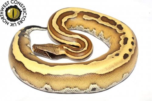 Schlangen kaufen und verkaufen Foto: Blood pythonPython brongersmai Superstripe 50% het T-