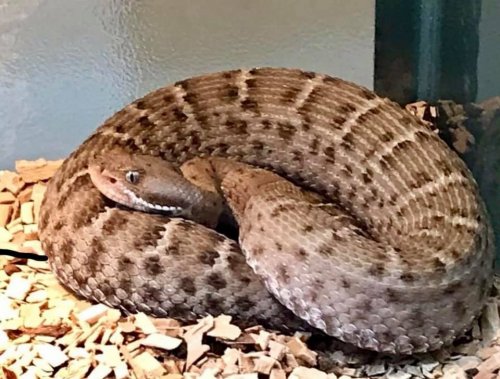 Schlangen kaufen und verkaufen Foto: Crotalus willardi silus2.1 CBB 30/7-2019Photo on 1.1 Schlangen kaufen und verkaufen Foto: Crotalus willardi silus2.1 CBB 30/7-2019Photo on 1.1