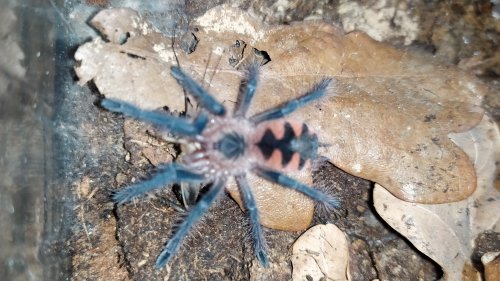 Vogelspinnen kaufen und verkaufen Foto: Biete aus Enz.:0.1 Pamphobeteus sp. machala ca Vogelspinnen kaufen und verkaufen Foto: Biete aus Enz.:0.1 Pamphobeteus sp. machala ca