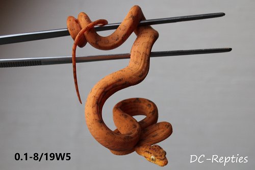 Schlangen kaufen und verkaufen Foto: Last female for Hamm!0.1-8/19W5  (150€)