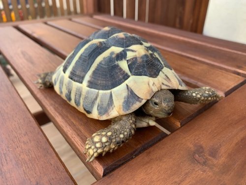 Schildkröten kaufen und verkaufen Foto: 0.2 Testudo hermanniCB 2016.Cites1 turtle: 100 Euro2 Schildkröten kaufen und verkaufen Foto: 0.2 Testudo hermanniCB 2016.Cites1 turtle: 100 Euro2