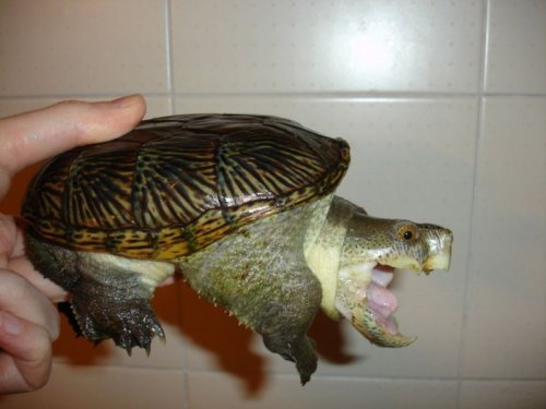 Turtles and Tortoises kaufen und verkaufen Photo: 1.0. Claudius angustatus cb 2009.13,5 cm (scl).