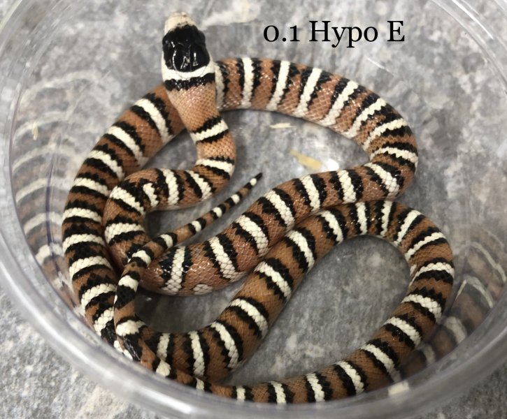 Schlangen kaufen und verkaufen Foto: Lampropeltis Pyromelana/ Mountain King Snake2019 0.1 Hypo Schlangen kaufen und verkaufen Foto: Lampropeltis Pyromelana/ Mountain King Snake2019 0.1 Hypo