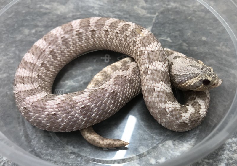 Schlangen kaufen und verkaufen Foto: Adult Hognose / Heterodon nasicus20161.0 100% Het Schlangen kaufen und verkaufen Foto: Adult Hognose / Heterodon nasicus20161.0 100% Het