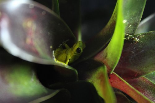 Amphibien kaufen und verkaufen Foto: Looking for to next hamm in March: Amphibien kaufen und verkaufen Foto: Looking for to next hamm in March: