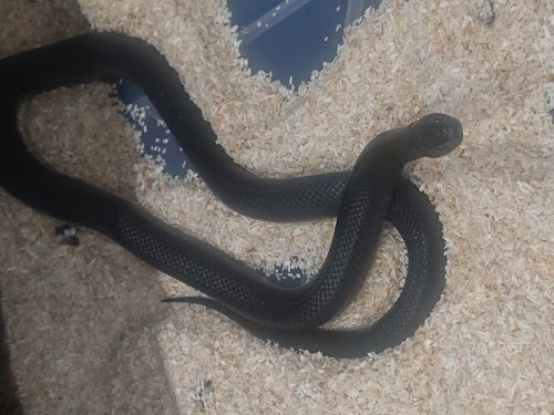 Schlangen kaufen und verkaufen Foto: Available:1.0 Lampropeltis nigritus 18 months0. 1 lampropeltis