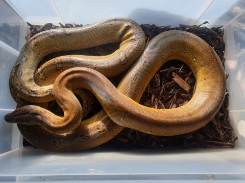 Schlangen kaufen und verkaufen Foto: 1.0 platinum goldenchild reticulated python cb17