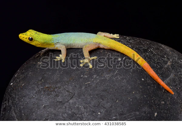 Echsen kaufen und verkaufen Foto: Hi, I'm looking for: Lygodactylus conraui 1.1, Echsen kaufen und verkaufen Foto: Hi, I'm looking for: Lygodactylus conraui 1.1,
