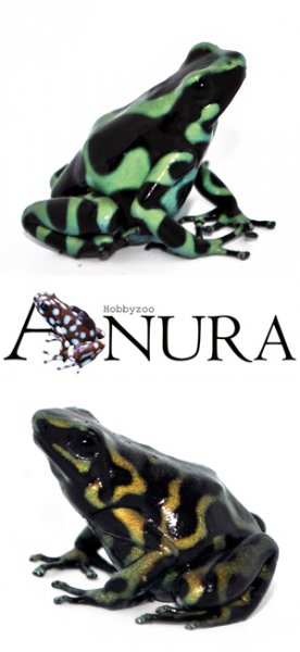 Amphibien kaufen und verkaufen Foto: *** DARTFROG *** Hamm, Houten & Shipping!DENDROBATES Amphibien kaufen und verkaufen Foto: *** DARTFROG *** Hamm, Houten & Shipping!DENDROBATES