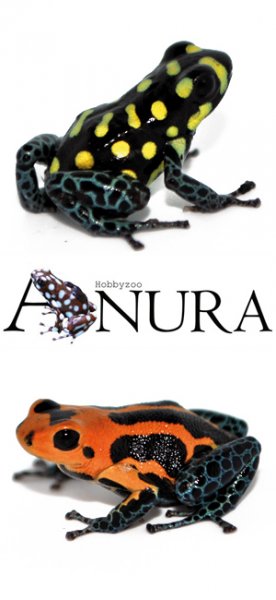 Amphibien kaufen und verkaufen Foto: *** DARTFROG *** Hamm, Houten & Shipping!RANITOMEYA: Amphibien kaufen und verkaufen Foto: *** DARTFROG *** Hamm, Houten & Shipping!RANITOMEYA:
