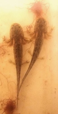 Amphibien kaufen und verkaufen Foto: Naturaxolotl der Urform (wohl letzter Import von Amphibien kaufen und verkaufen Foto: Naturaxolotl der Urform (wohl letzter Import von