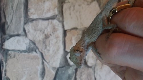 Echsen kaufen und verkaufen Foto: Chamaeleolis porcus 2,2 CB 2019 cca Echsen kaufen und verkaufen Foto: Chamaeleolis porcus 2,2 CB 2019 cca