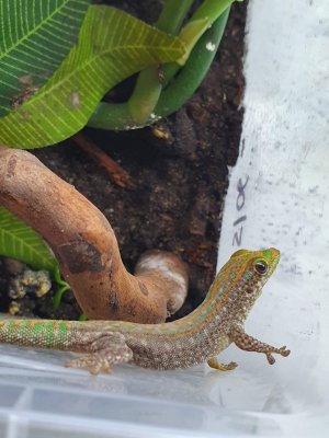 Echsen kaufen und verkaufen Foto: 0.0.7 Phelsuma guimbeaui CB2019 Echsen kaufen und verkaufen Foto: 0.0.7 Phelsuma guimbeaui CB2019