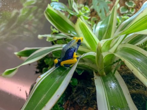 Amphibien kaufen und verkaufen Foto: For Hamm 14/03-20200.0.6 Dendrobates tinctorius tumucumaque, CBB Amphibien kaufen und verkaufen Foto: For Hamm 14/03-20200.0.6 Dendrobates tinctorius tumucumaque, CBB