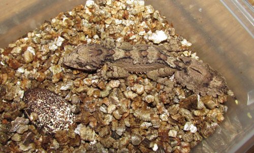 Echsen kaufen und verkaufen Foto: Geckos for Hamm:1.1 Saltuarius cornutus CB 20193.3 Echsen kaufen und verkaufen Foto: Geckos for Hamm:1.1 Saltuarius cornutus CB 20193.3