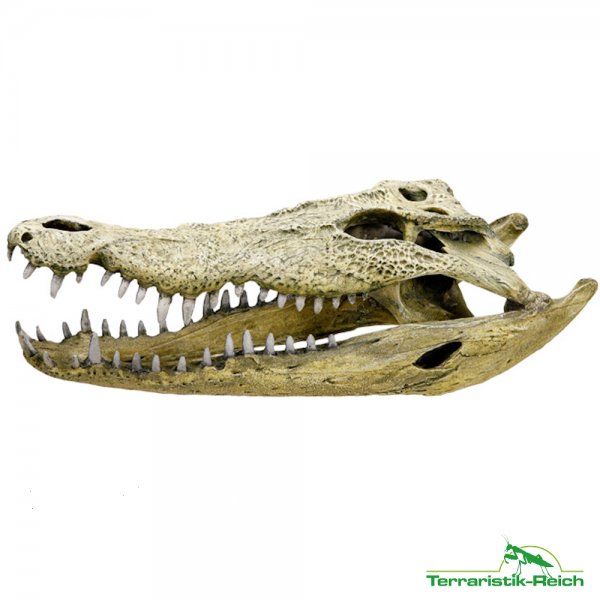Zubehör kaufen und verkaufen Foto: Www.terraristik-reich.deNeu in der Rubrik "Künstliche Dekoration"Über 120 Zubehör kaufen und verkaufen Foto: Www.terraristik-reich.deNeu in der Rubrik "Künstliche Dekoration"Über 120