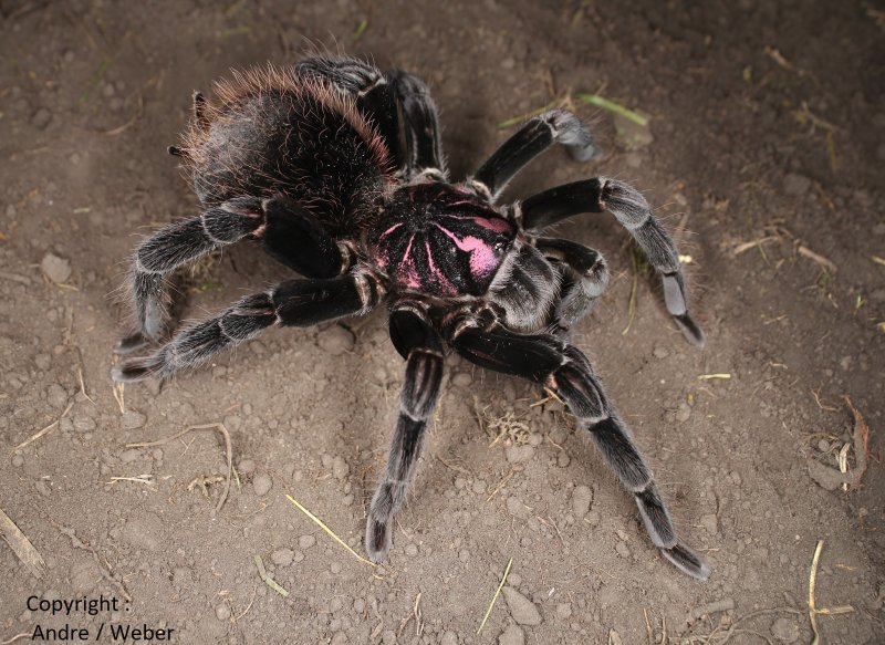 Spinnen und Skorpione kaufen und verkaufen Foto: Für Hamm : 1.FH / N1 Xenesthis Spinnen und Skorpione kaufen und verkaufen Foto: Für Hamm : 1.FH / N1 Xenesthis