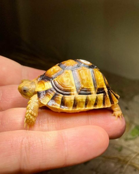 Schildkröten kaufen und verkaufen Foto: For Hamm in MarchTestudo kleinmanni Cb19 babiesTestudo Schildkröten kaufen und verkaufen Foto: For Hamm in MarchTestudo kleinmanni Cb19 babiesTestudo