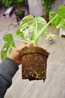 Zubehör kaufen und verkaufen Foto: Biete Monstera Thai Constellationin gut bewurzelter Qualität Zubehör kaufen und verkaufen Foto: Biete Monstera Thai Constellationin gut bewurzelter Qualität