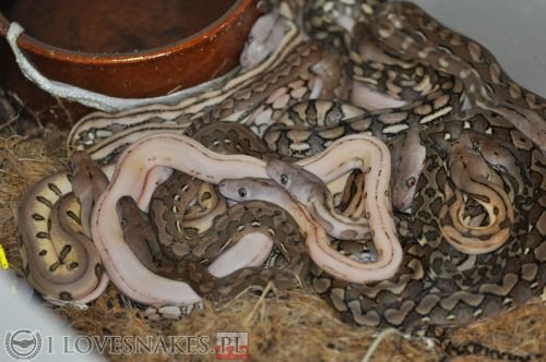 Schlangen kaufen und verkaufen Foto: 79% Superdwarf Python reticulatus CB2020Babies available for