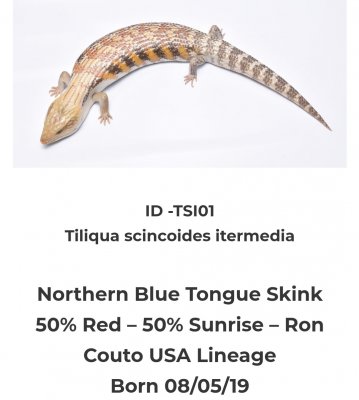 Echsen kaufen und verkaufen Foto: Tiliqua scincoides intermedia X2Cb19 unsexed 50% red, Echsen kaufen und verkaufen Foto: Tiliqua scincoides intermedia X2Cb19 unsexed 50% red,