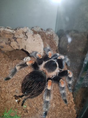 Sonstiges kaufen und verkaufen Foto: available 0.1 Brachypelma hamorii mature9 cm bodydelivery Sonstiges kaufen und verkaufen Foto: available 0.1 Brachypelma hamorii mature9 cm bodydelivery