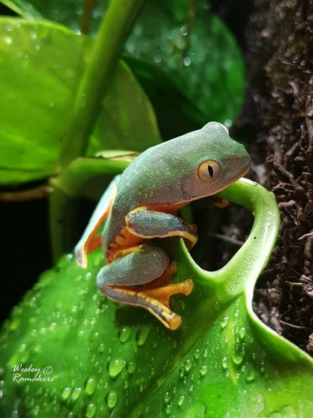 Amphibien kaufen und verkaufen Foto: Hamm or picking up Roermond/TilburgAdelphobates galactonotus redDendrobate Amphibien kaufen und verkaufen Foto: Hamm or picking up Roermond/TilburgAdelphobates galactonotus redDendrobate