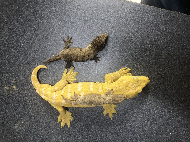 Echsen kaufen und verkaufen Foto: 0.0.5 Tiliqua Nigrolutea alpine form cb20191.0 Rachodactylus Echsen kaufen und verkaufen Foto: 0.0.5 Tiliqua Nigrolutea alpine form cb20191.0 Rachodactylus