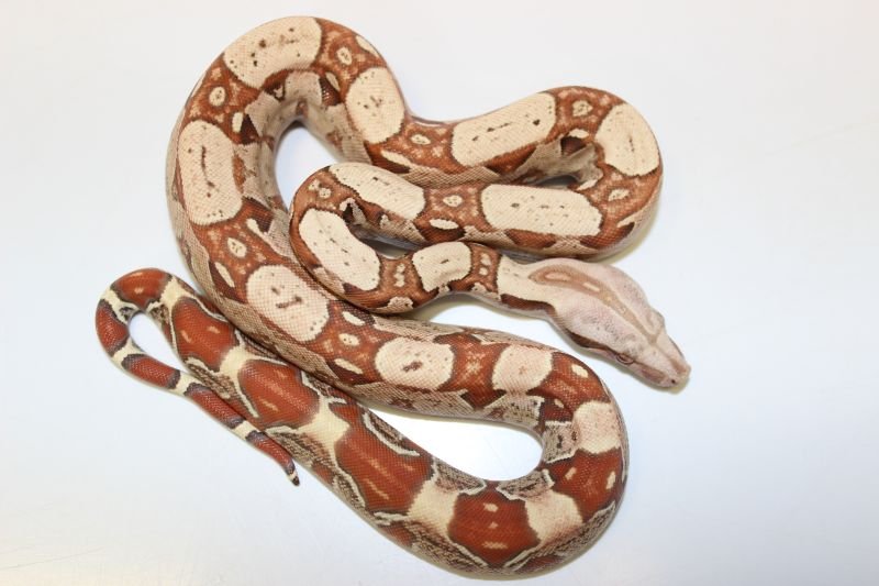 Schlangen kaufen und verkaufen Foto: FREISA NEW MORPH CO-DOMINAT (NEW LADDER TAIL Schlangen kaufen und verkaufen Foto: FREISA NEW MORPH CO-DOMINAT (NEW LADDER TAIL