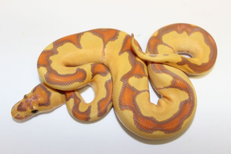 Schlangen kaufen und verkaufen Foto: 1.0 Bumble bee clown 20181.0 Enchi pastel clown 2018 Schlangen kaufen und verkaufen Foto: 1.0 Bumble bee clown 20181.0 Enchi pastel clown 2018
