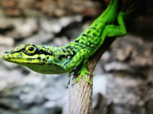 Echsen  kaufen und verkaufen Foto: Biete Anolis roquet summus :1adultes Männchenx