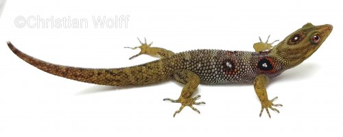 Echsen kaufen und verkaufen Foto: Terraristika Hamm March1.0 Gonatodes daudini1.0 Gonatodes caudiscutatus1.1 Echsen kaufen und verkaufen Foto: Terraristika Hamm March1.0 Gonatodes daudini1.0 Gonatodes caudiscutatus1.1