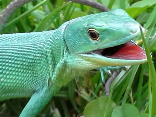 Echsen kaufen und verkaufen Foto: Hamm MarzGastropholis prasina 2.2 NZ 2019 100% Echsen kaufen und verkaufen Foto: Hamm MarzGastropholis prasina 2.2 NZ 2019 100%