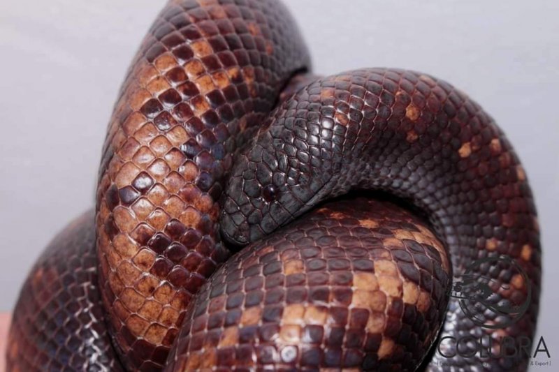Schlangen kaufen und verkaufen Foto: For sale1.1 Hydrodinastes gigas adult ready to Schlangen kaufen und verkaufen Foto: For sale1.1 Hydrodinastes gigas adult ready to