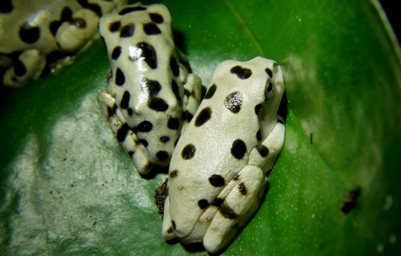 Amphibien kaufen und verkaufen Foto: For Hamm:Heretixalus alboguttatus 15€ Hyperolius riggenbachi 25€ Amphibien kaufen und verkaufen Foto: For Hamm:Heretixalus alboguttatus 15€ Hyperolius riggenbachi 25€