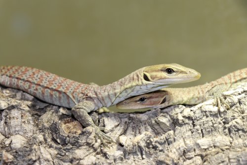 Echsen kaufen und verkaufen Foto: For March Hamm 0.0.2 Varanus Tristis CB Echsen kaufen und verkaufen Foto: For March Hamm 0.0.2 Varanus Tristis CB