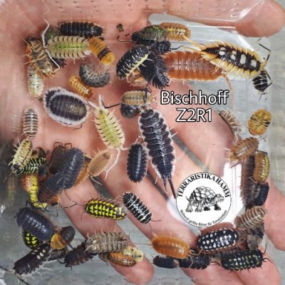 Myriapoda kaufen und verkaufen Foto: Terraristika HAMMMany different isopod species. Cubaris, Armadillidium, Myriapoda kaufen und verkaufen Foto: Terraristika HAMMMany different isopod species. Cubaris, Armadillidium,
