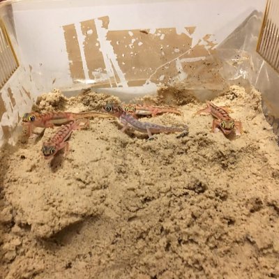 Echsen kaufen und verkaufen Foto: Pachydactylus rangeiCB 2019 breed by myselfFor March Echsen kaufen und verkaufen Foto: Pachydactylus rangeiCB 2019 breed by myselfFor March