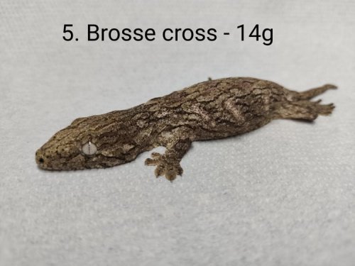Echsen kaufen und verkaufen Foto: For Hamm0,0,1 Rhacodactylus leachianus henkeli - Brosse Echsen kaufen und verkaufen Foto: For Hamm0,0,1 Rhacodactylus leachianus henkeli - Brosse