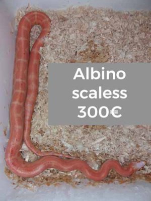 Schlangen kaufen und verkaufen Foto: For sale 1.0 elaphe albino scaless 2017, Schlangen kaufen und verkaufen Foto: For sale 1.0 elaphe albino scaless 2017,