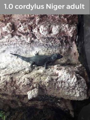 Lizards kaufen und verkaufen Photo: For sale 1.0 cordylus Niger adult healty Lizards kaufen und verkaufen Photo: For sale 1.0 cordylus Niger adult healty