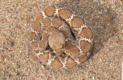 Schlangen kaufen und verkaufen Foto: Looking for 0.1 Crotalus ruber (San diego