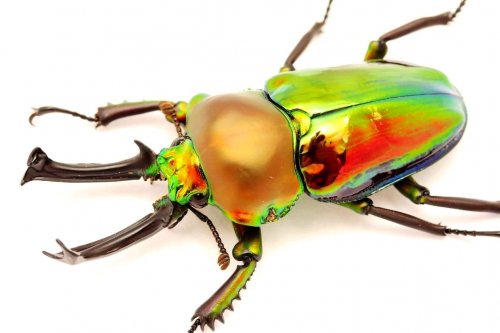 Insekten kaufen und verkaufen Foto: I buy Phalacrognathus Muelleri beetle or larva. Insekten kaufen und verkaufen Foto: I buy Phalacrognathus Muelleri beetle or larva.