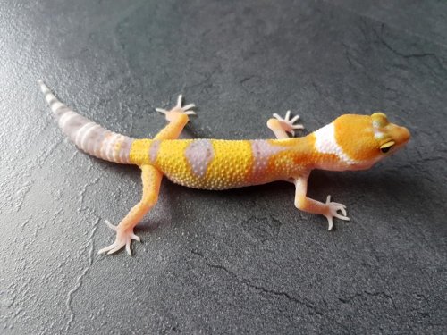 Echsen kaufen und verkaufen Foto: Eublepharis macularius (Leopardgecko)Farbformen: Tangerine Tornado, Tangerin Echsen kaufen und verkaufen Foto: Eublepharis macularius (Leopardgecko)Farbformen: Tangerine Tornado, Tangerin