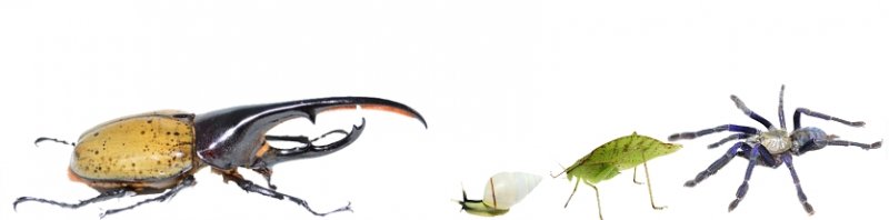 Sonstiges kaufen und verkaufen Foto: Zuchtüberschüsse???Wir kaufen für unseren Großhandel an:Wandelnde Blätte Sonstiges kaufen und verkaufen Foto: Zuchtüberschüsse???Wir kaufen für unseren Großhandel an:Wandelnde Blätte
